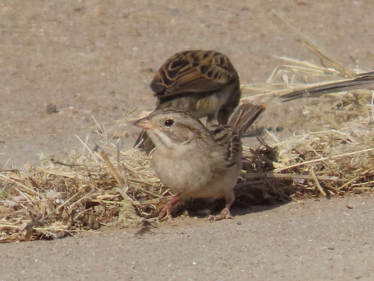 Brewer's Sparrow - ML620014335