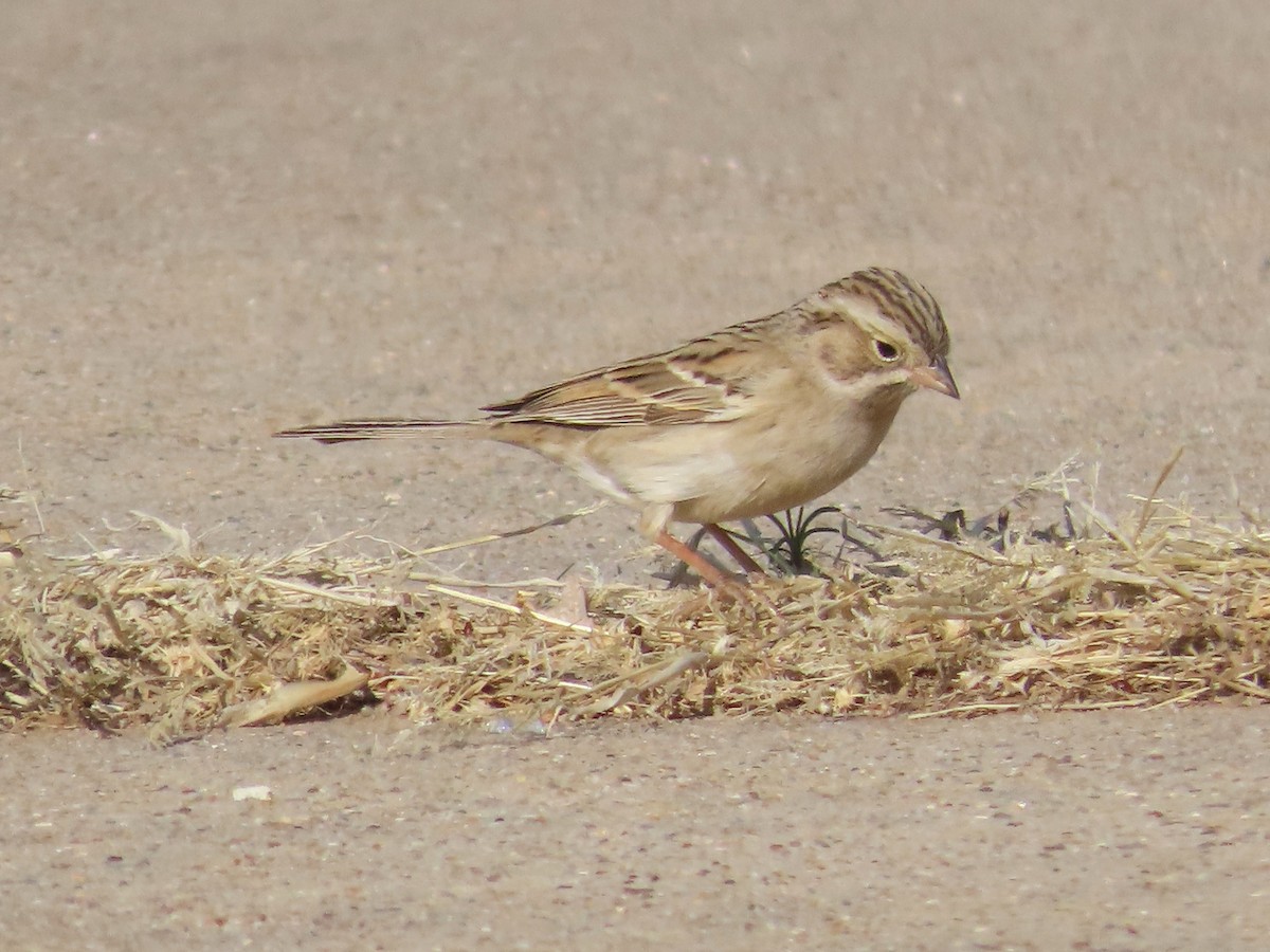 Brewer's Sparrow - ML620014336