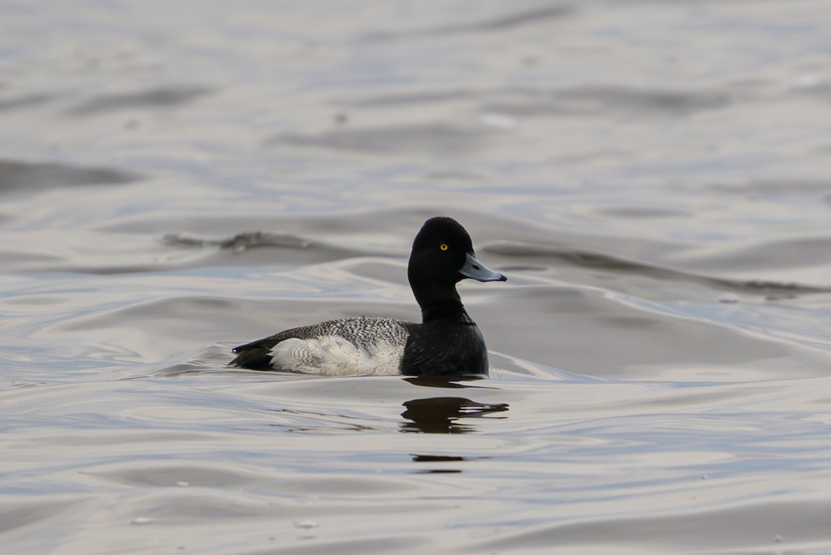 Lesser Scaup - ML620014339