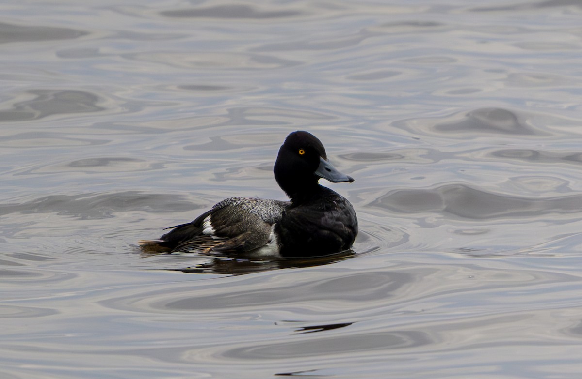 Lesser Scaup - ML620014340