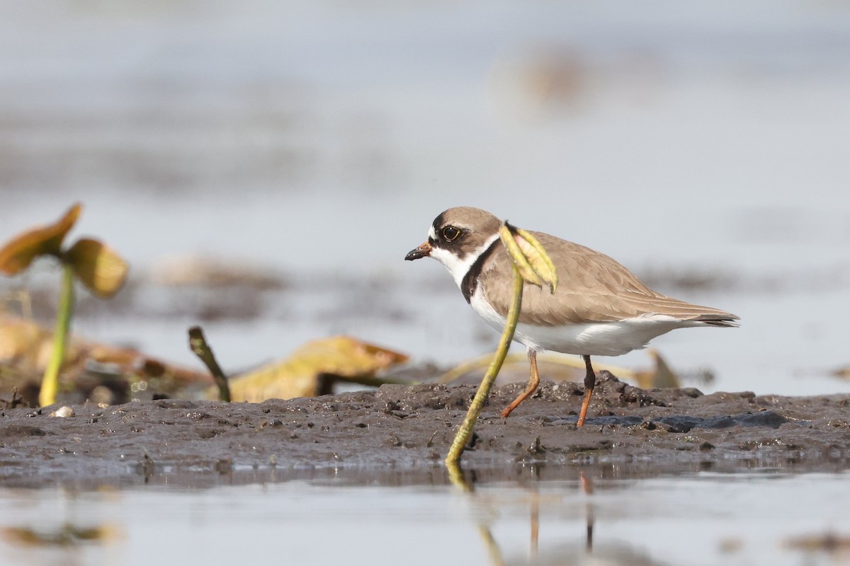 Semipalmated Plover - ML620014344