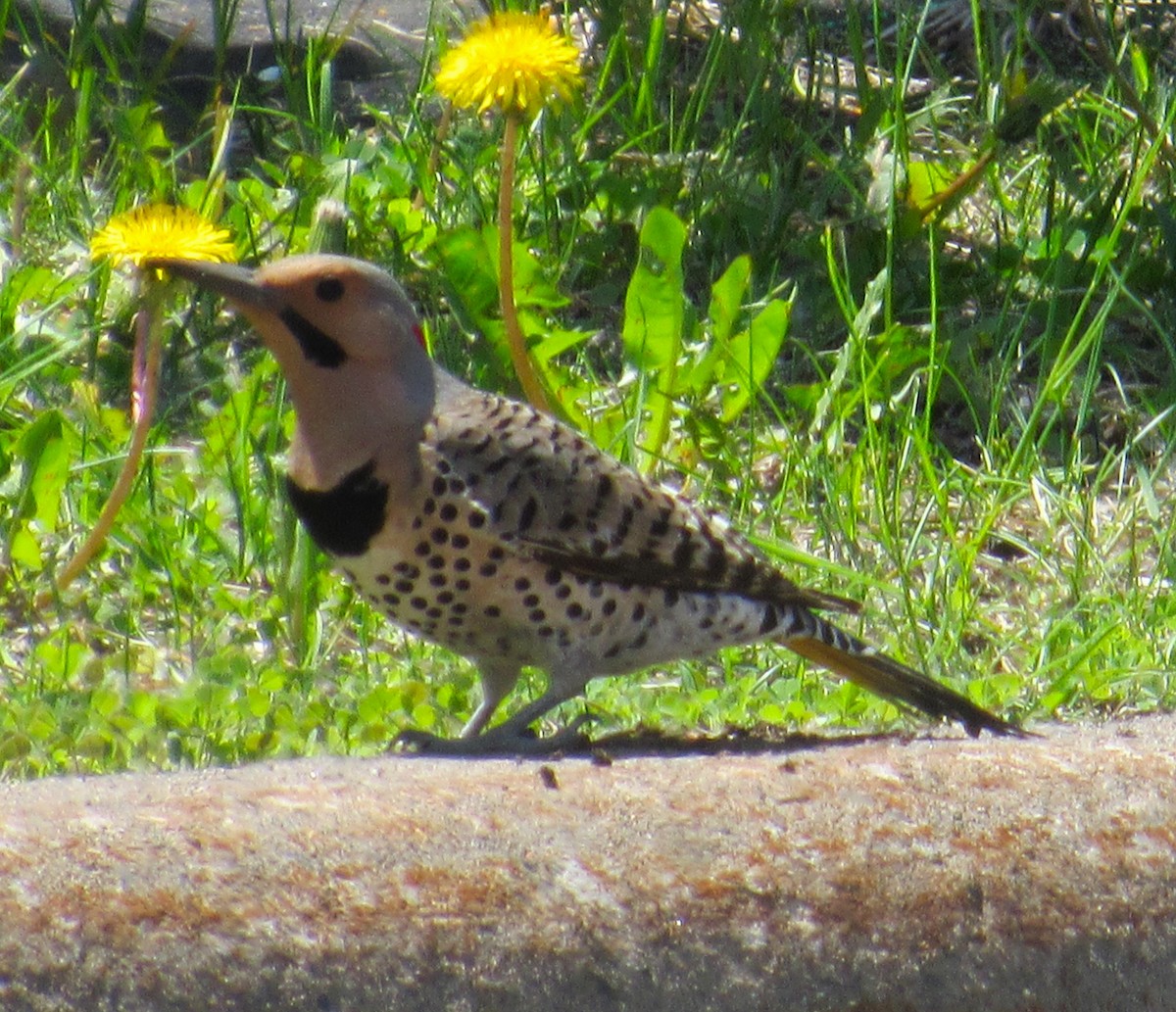 Northern Flicker (Yellow-shafted) - ML620014346