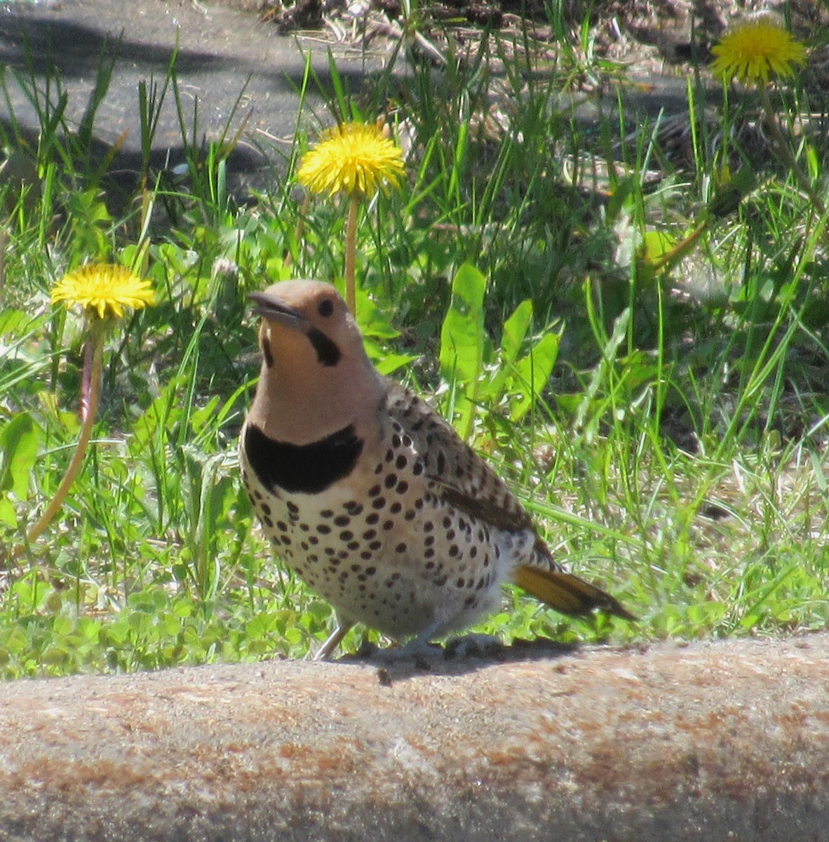 Northern Flicker (Yellow-shafted) - ML620014347