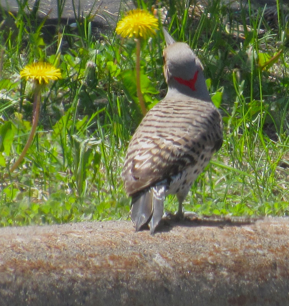 Northern Flicker (Yellow-shafted) - ML620014348