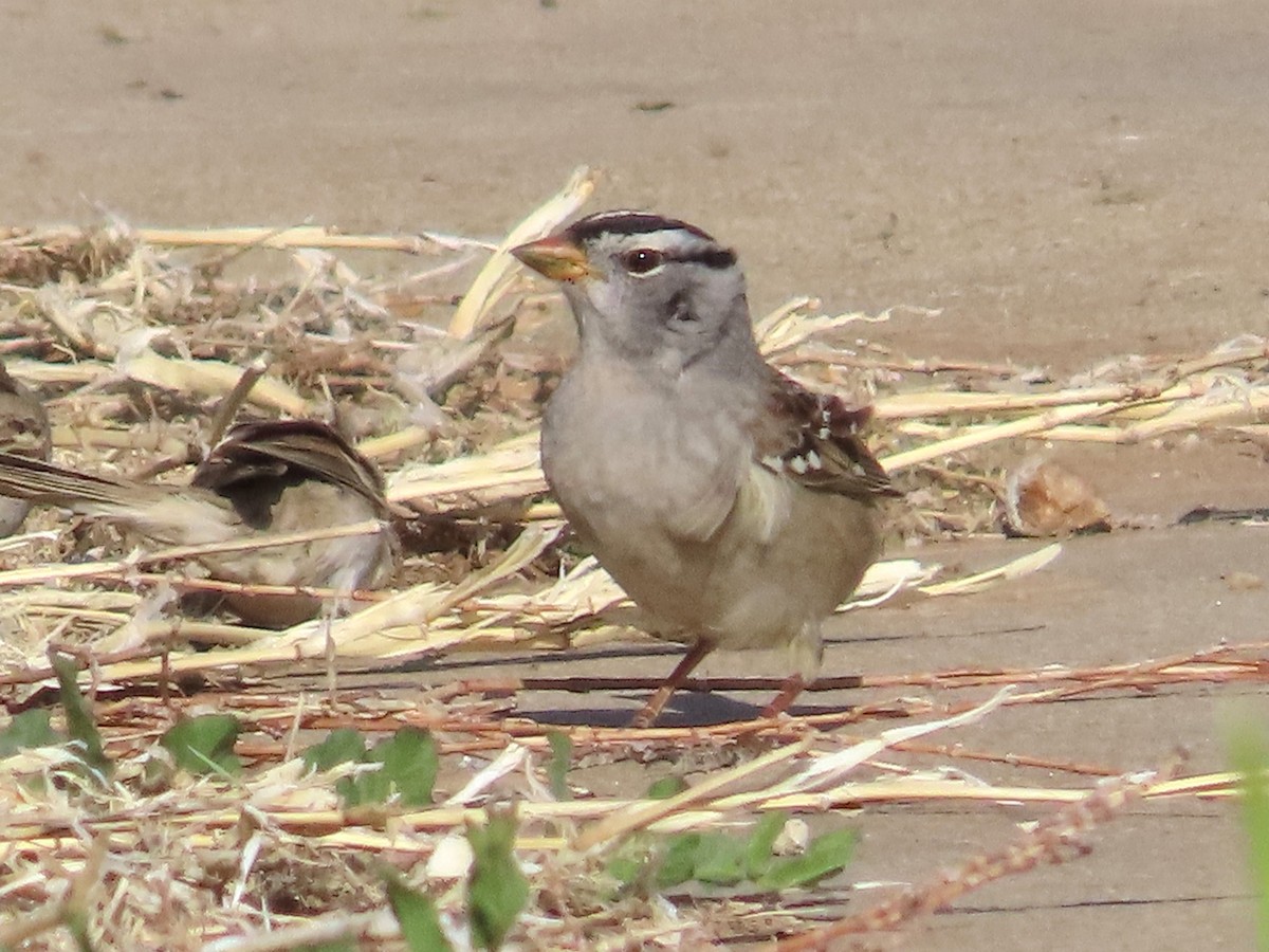 White-crowned Sparrow - ML620014353