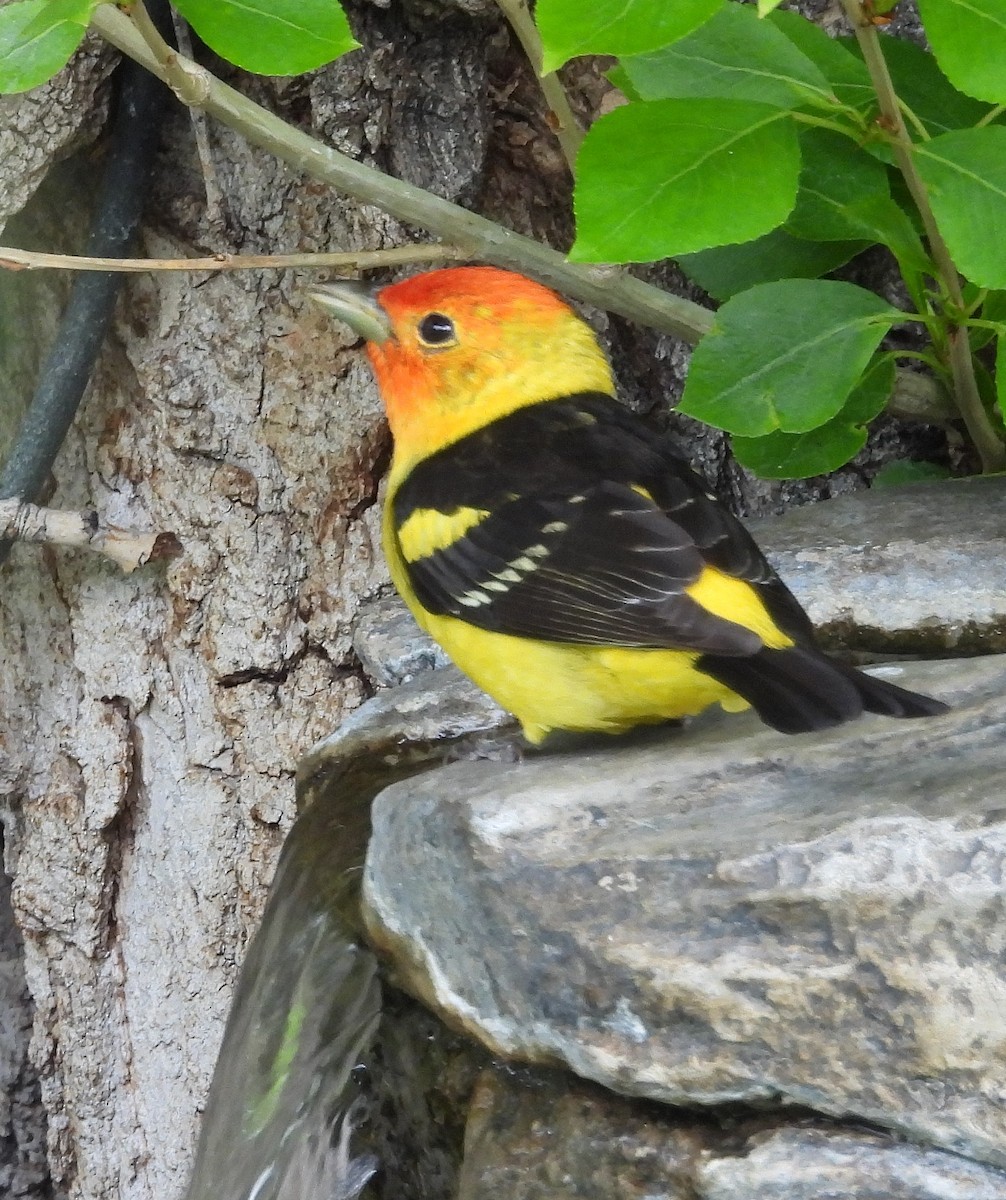 Western Tanager - ML620014354