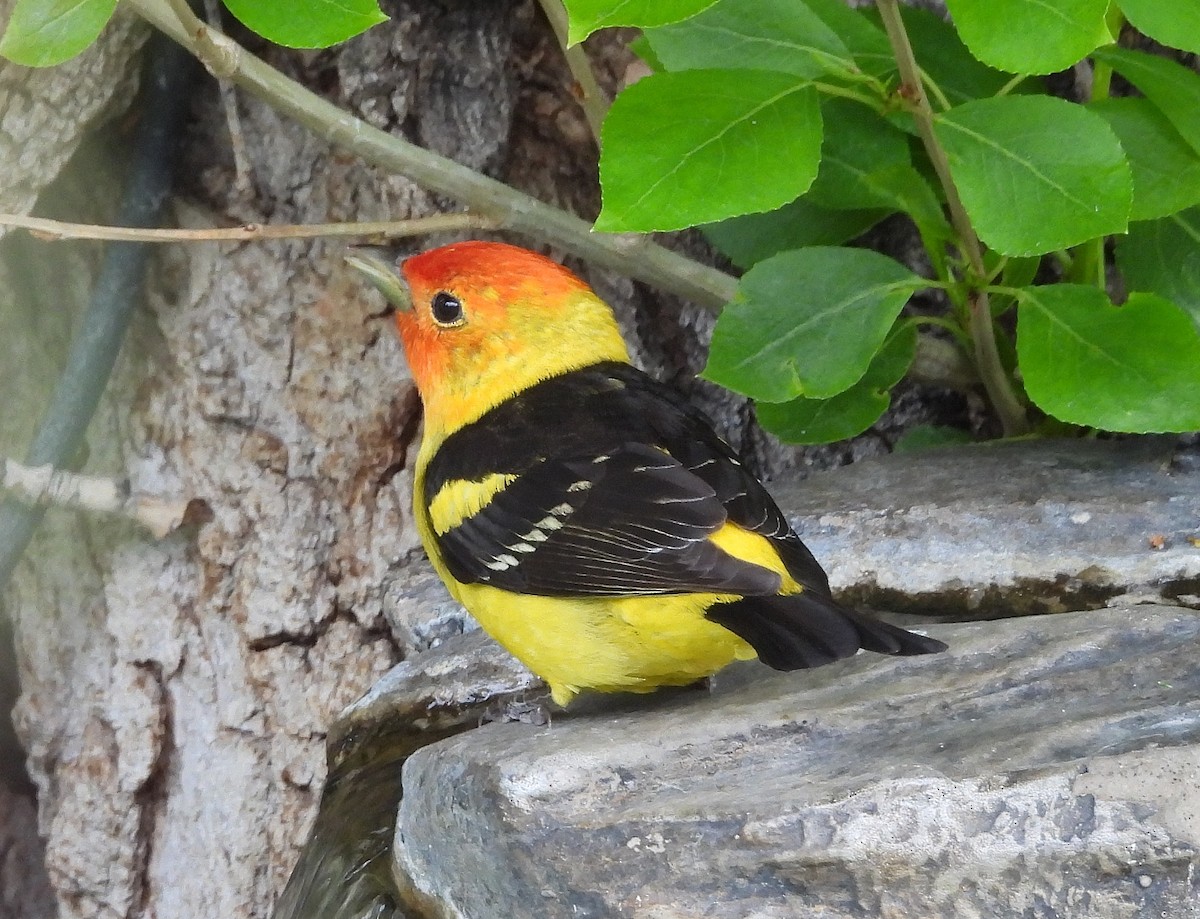 Western Tanager - ML620014356