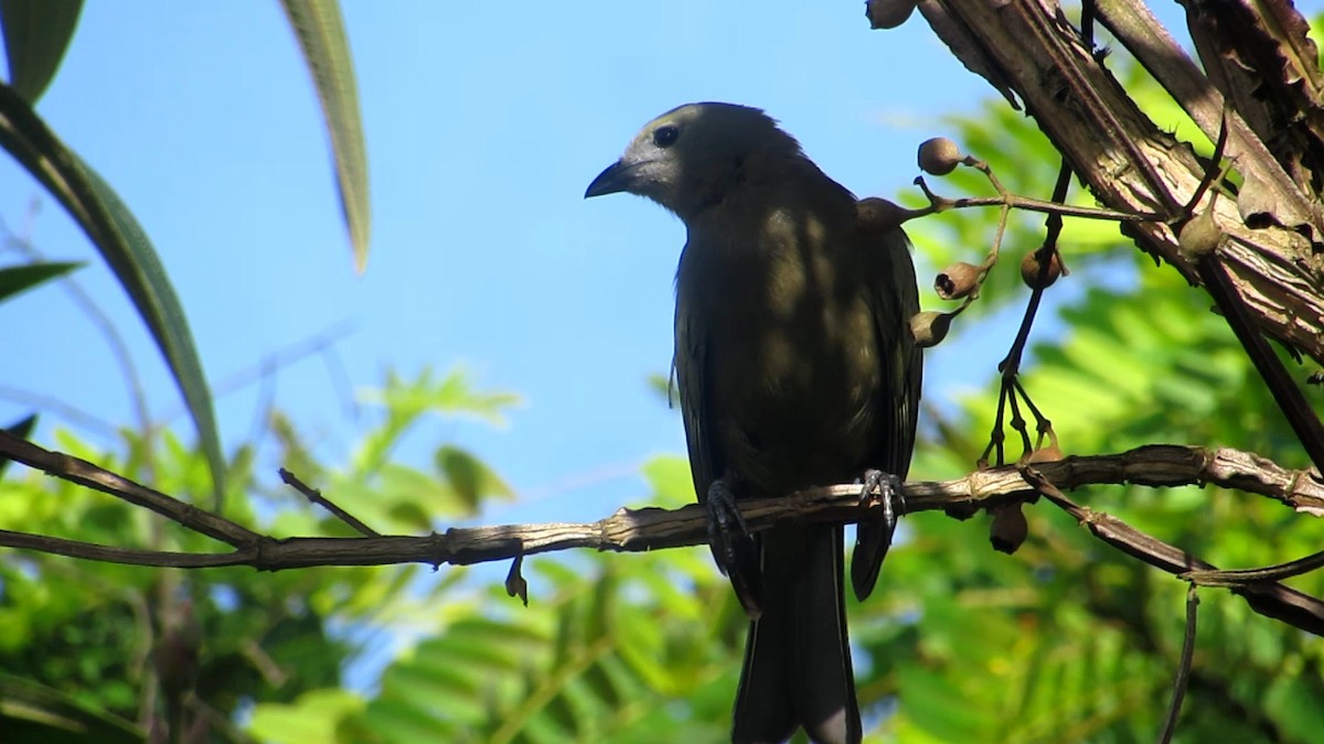 Palm Tanager - ML620014357