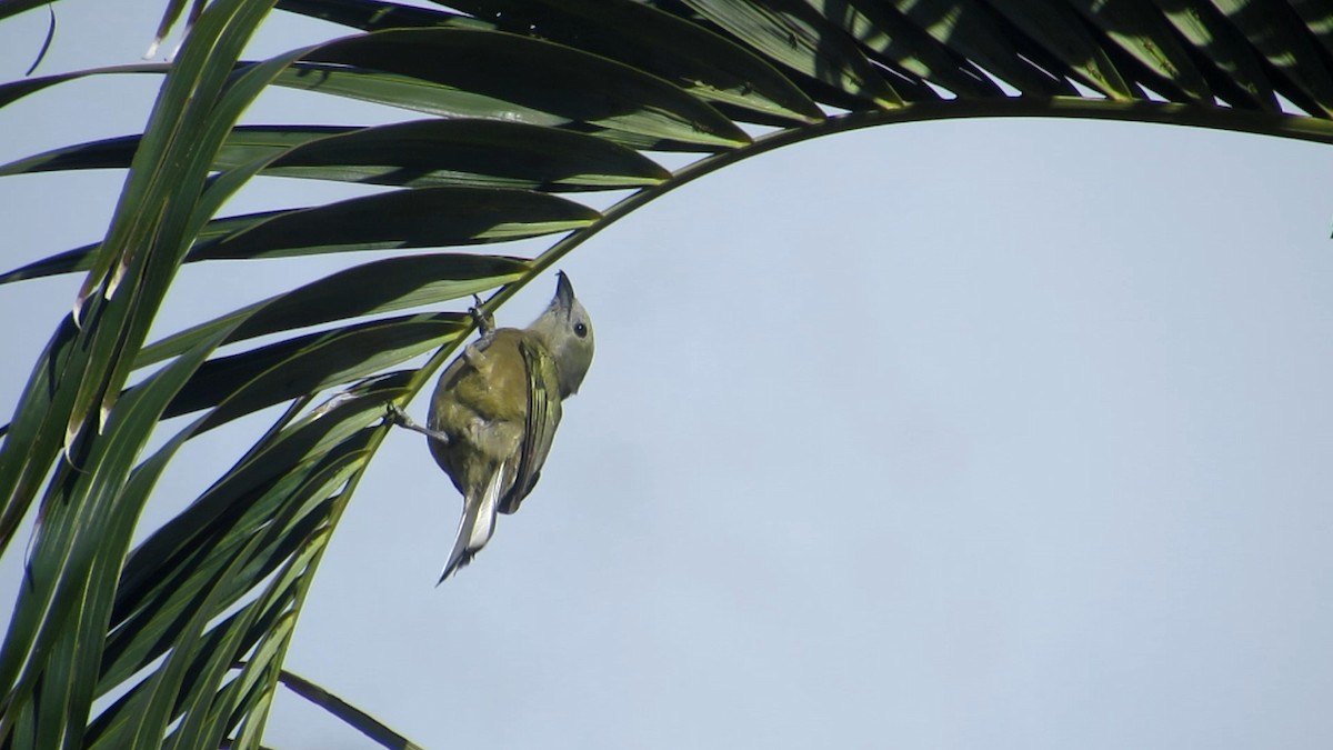 Palm Tanager - ML620014361