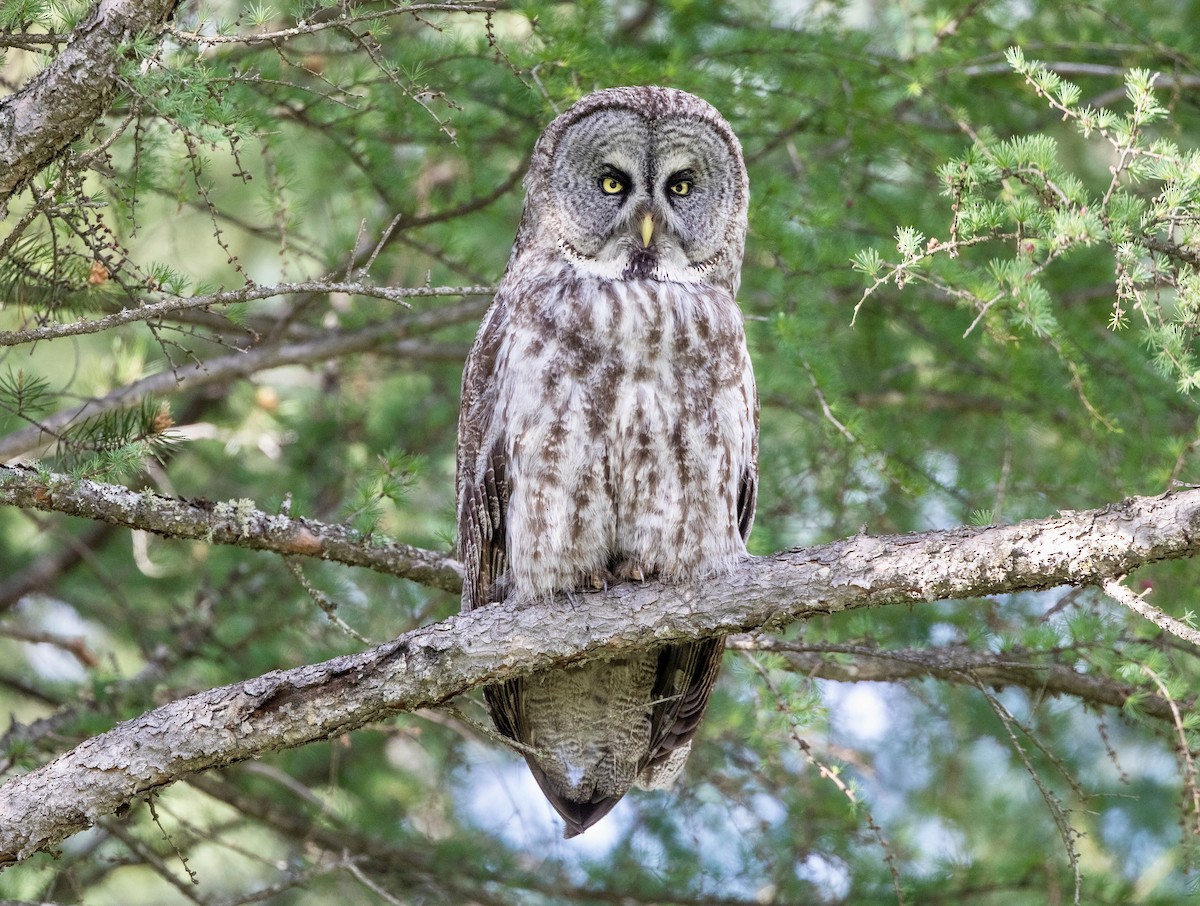 Great Gray Owl - ML620014363