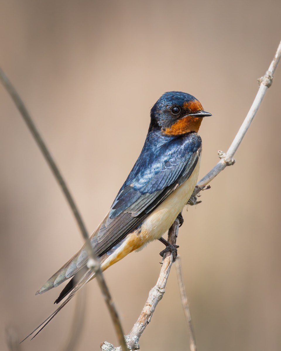 Barn Swallow - ML620014365