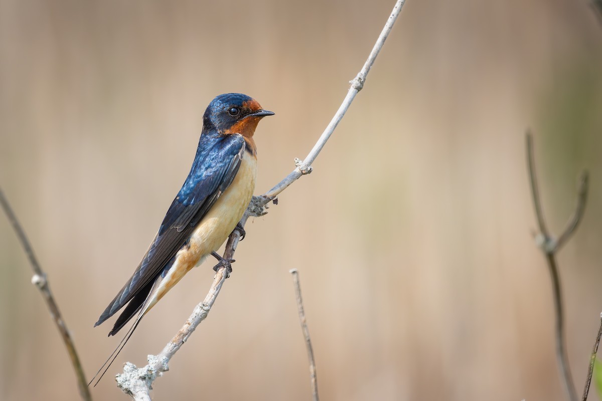 Barn Swallow - ML620014366