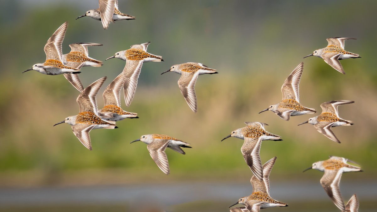 Dunlin - ML620014370