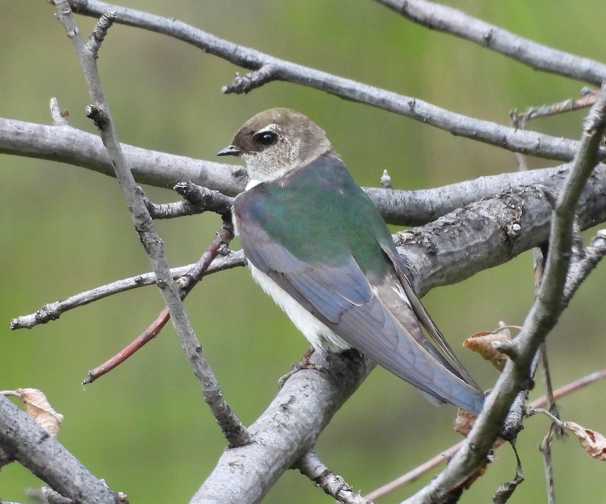 Violet-green Swallow - ML620014371