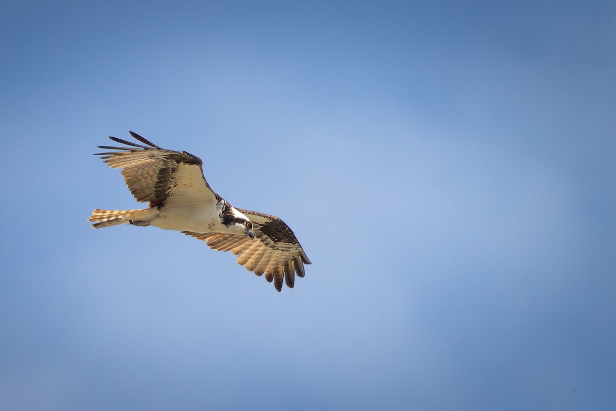 Osprey - ML620014373