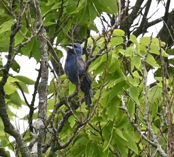 Guiraca bleu - ML620014374