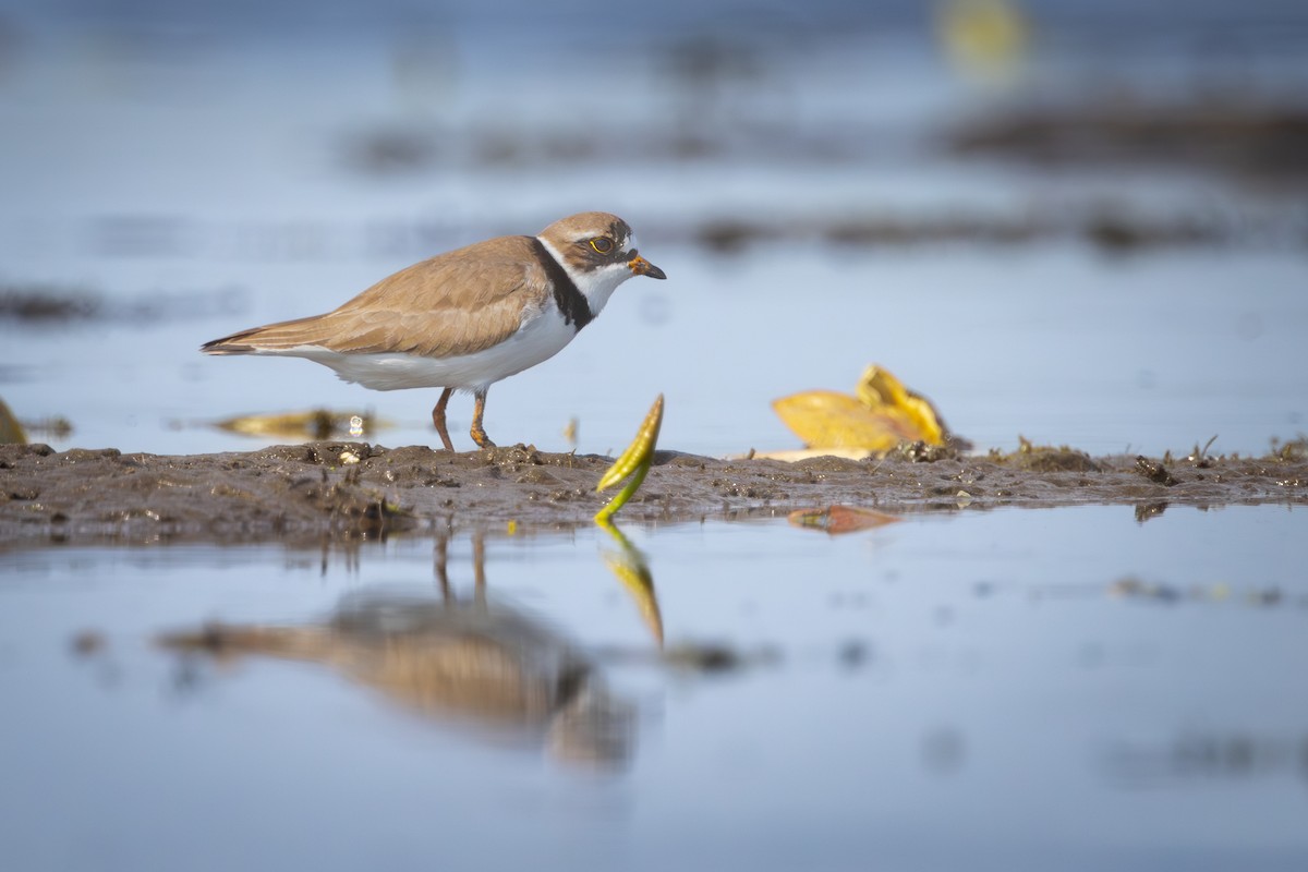 Semipalmated Plover - ML620014375