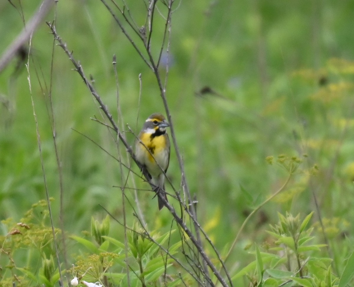 Dickcissel - ML620014377