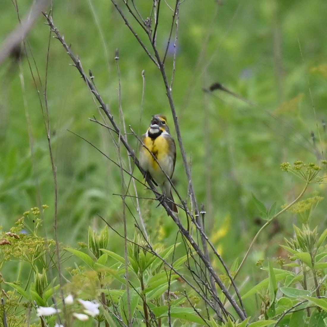 Dickcissel - ML620014378