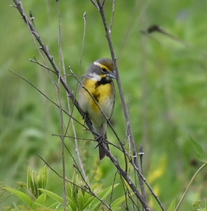 Dickcissel - ML620014379