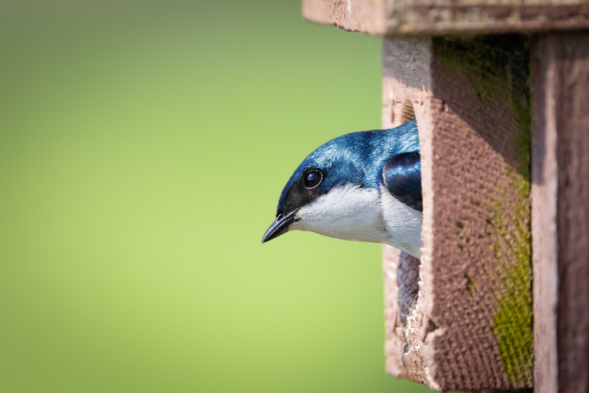 Tree Swallow - ML620014381