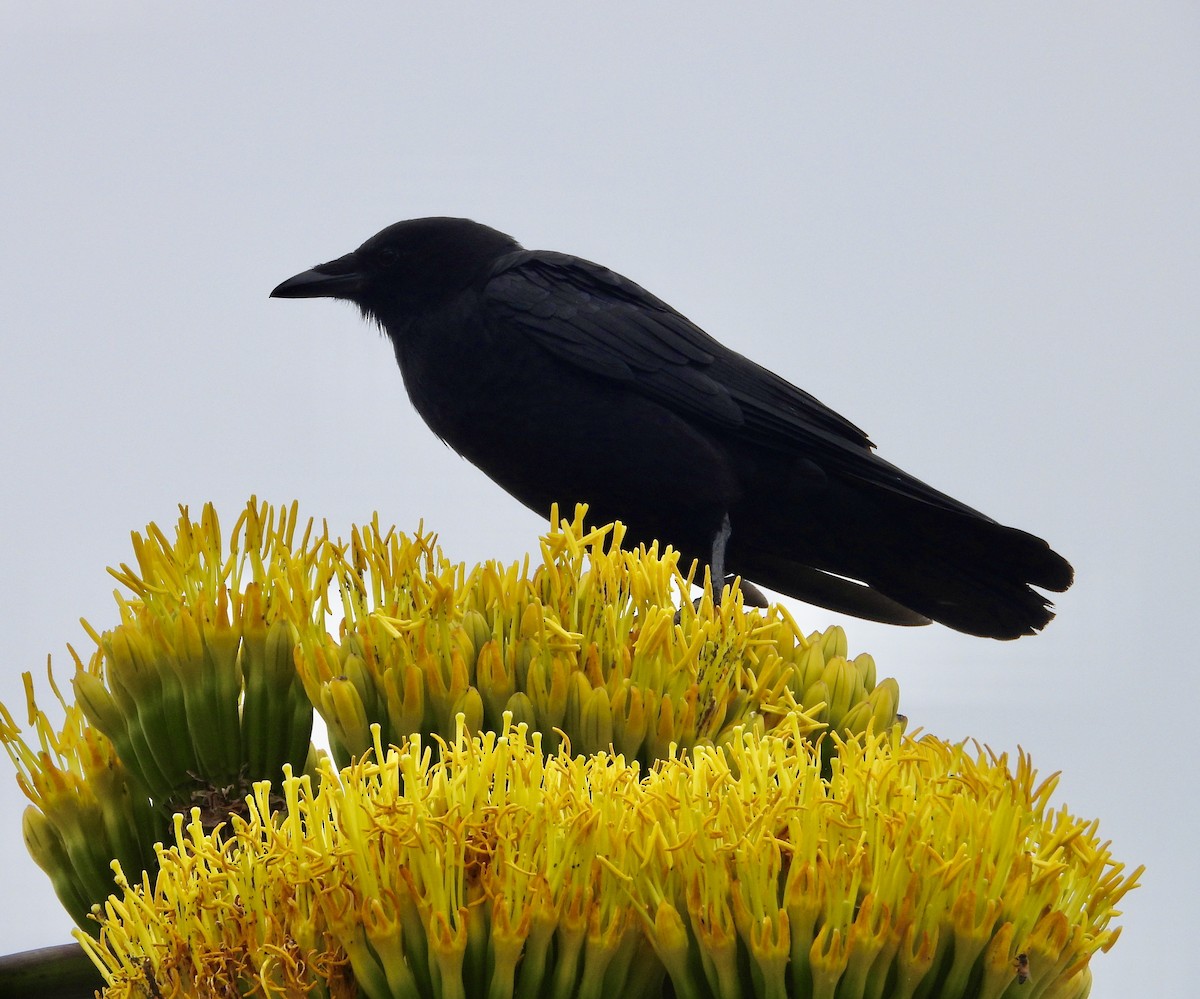 American Crow - Cathie Canepa