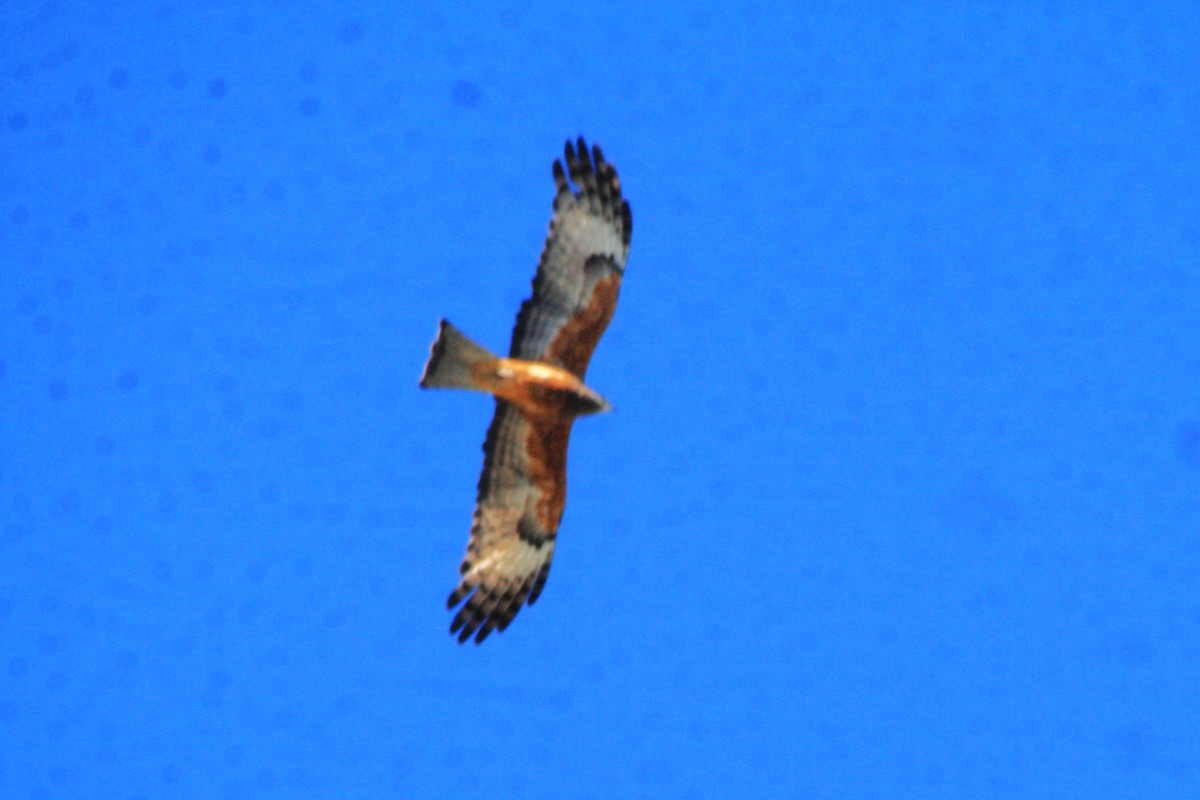 Square-tailed Kite - ML620014401