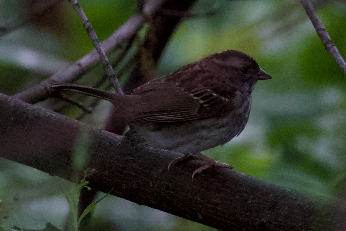 White-throated Sparrow - ML620014403