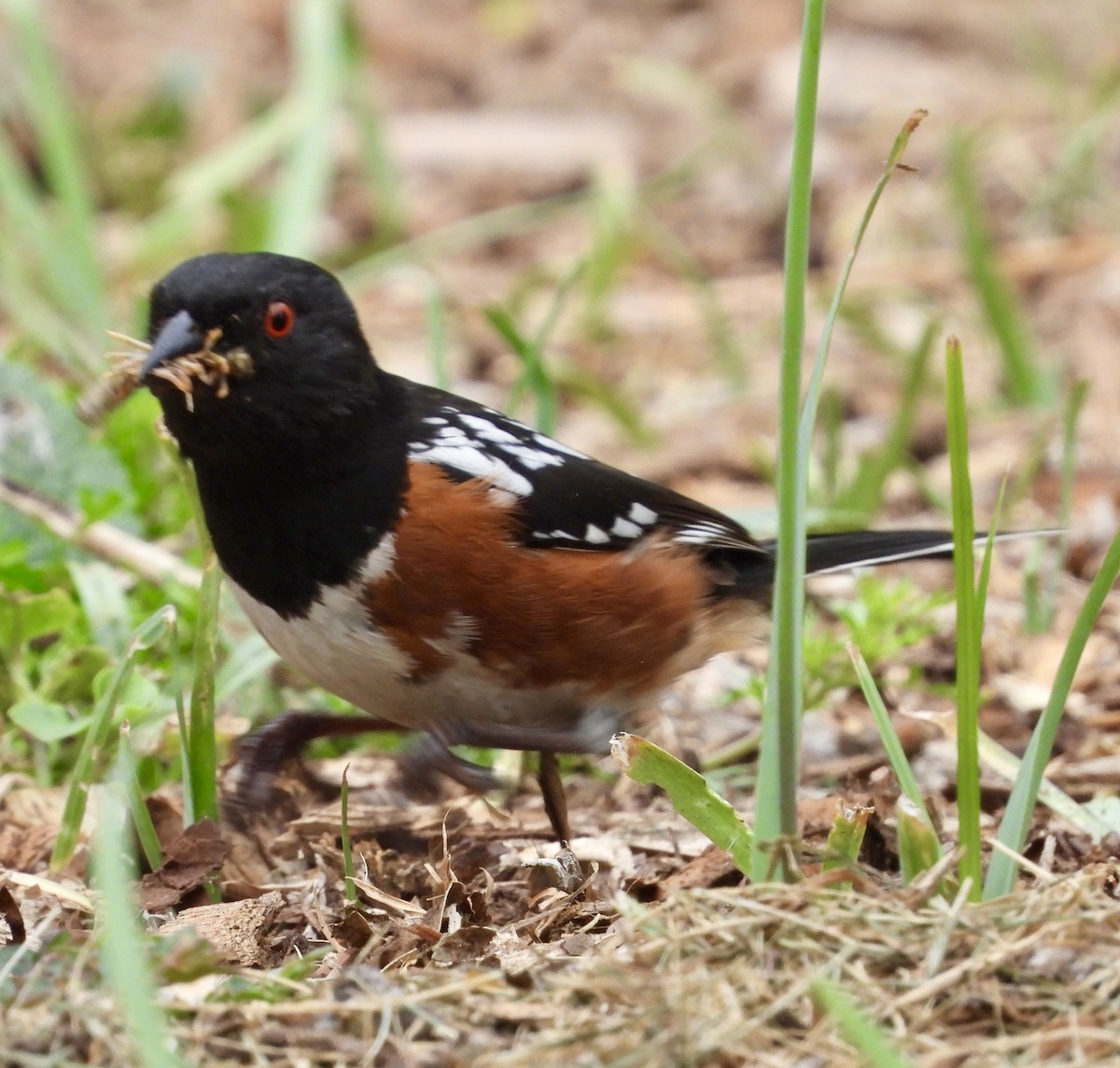 Spotted Towhee - ML620014406