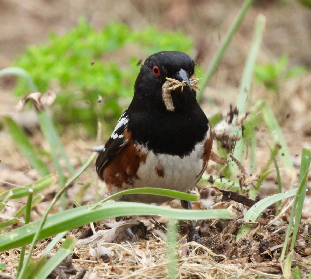 Spotted Towhee - ML620014407