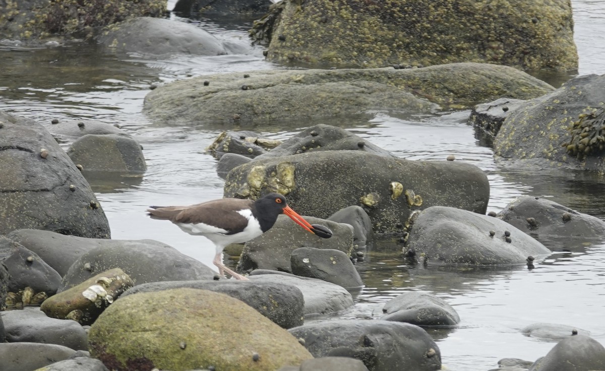 American Oystercatcher - ML620014413