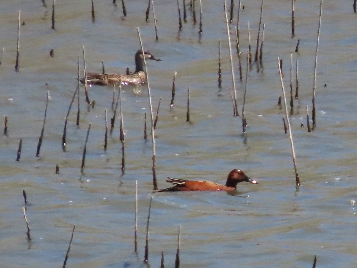 Cinnamon Teal - Teresa Noel