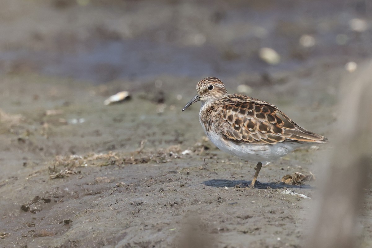 pygmésnipe - ML620014444