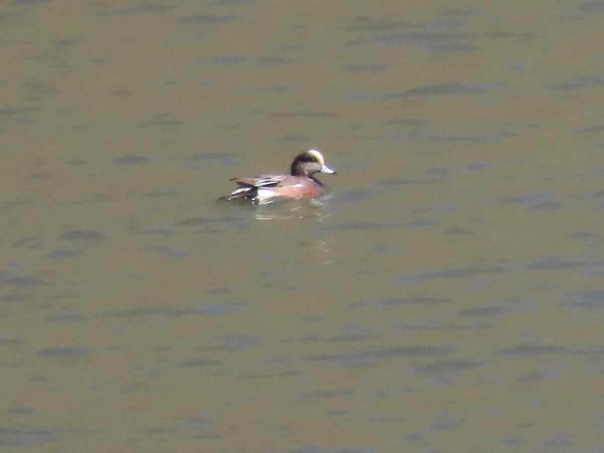 American Wigeon - Teresa Noel