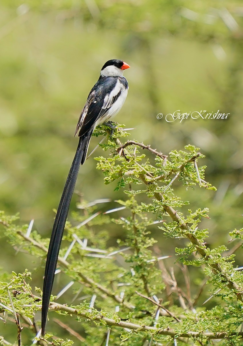 Pin-tailed Whydah - ML620014454