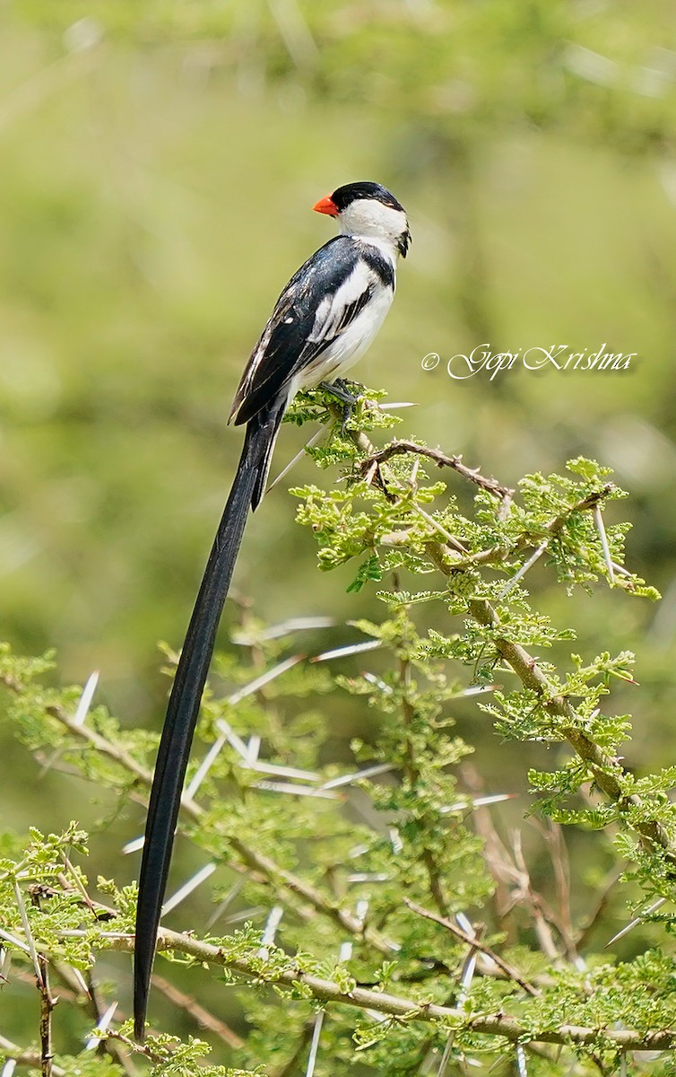 Pin-tailed Whydah - ML620014455