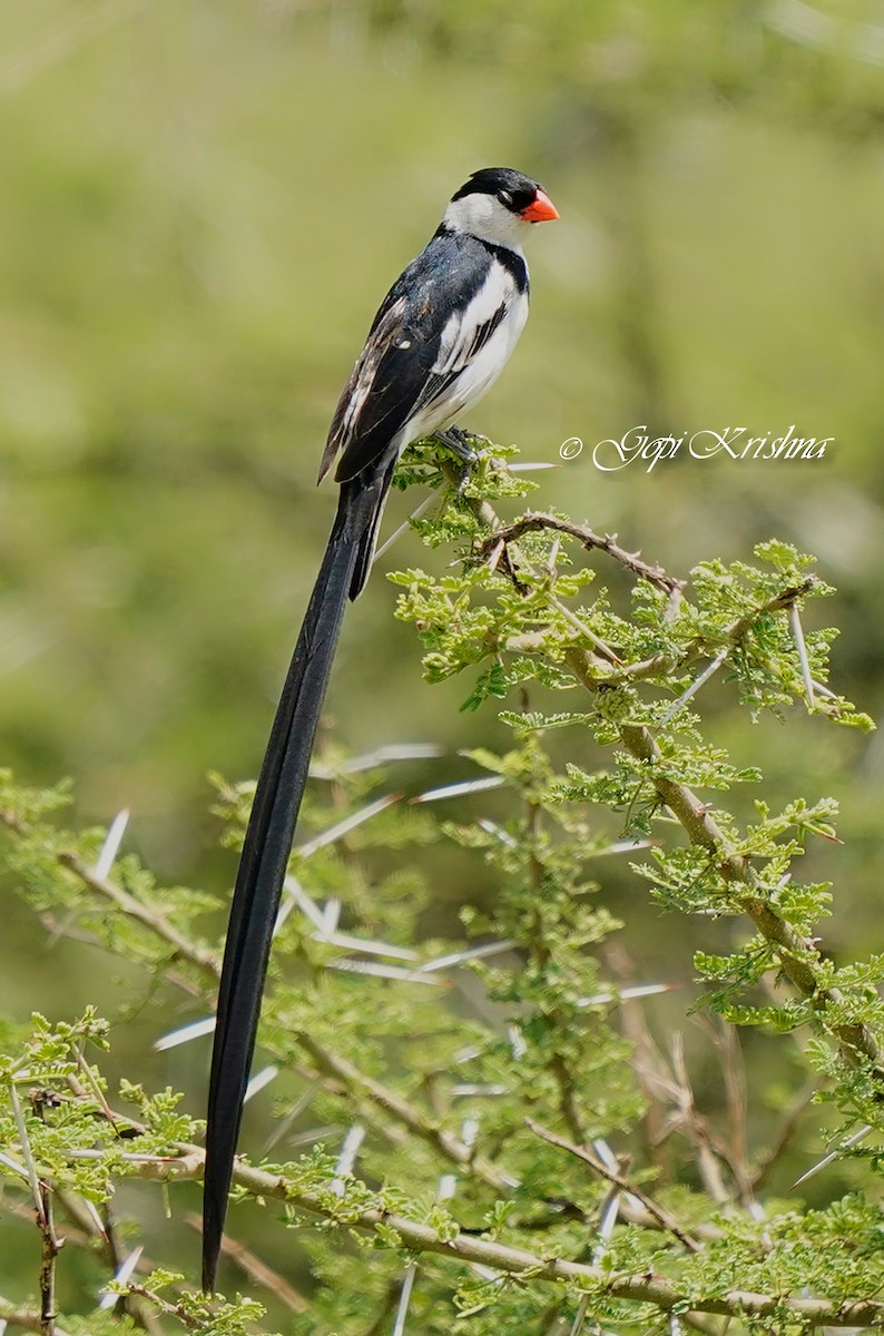 Pin-tailed Whydah - ML620014456