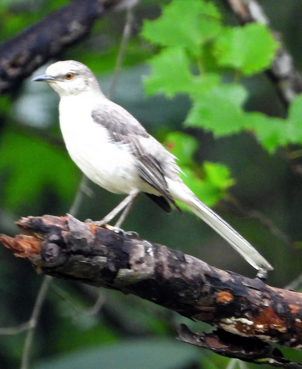 Northern Mockingbird - ML620014461