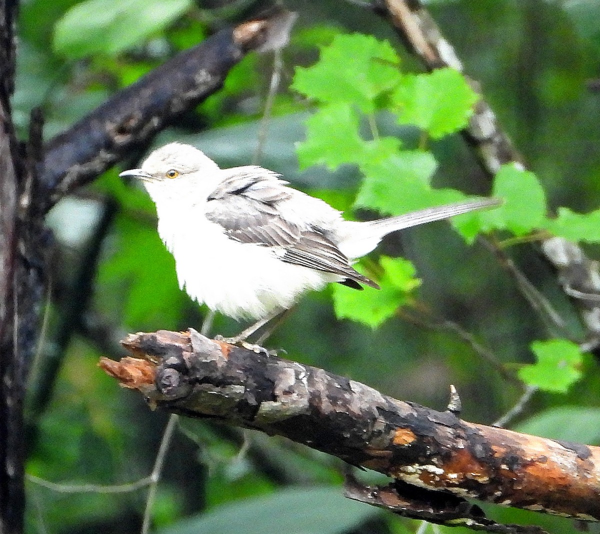 Northern Mockingbird - ML620014465