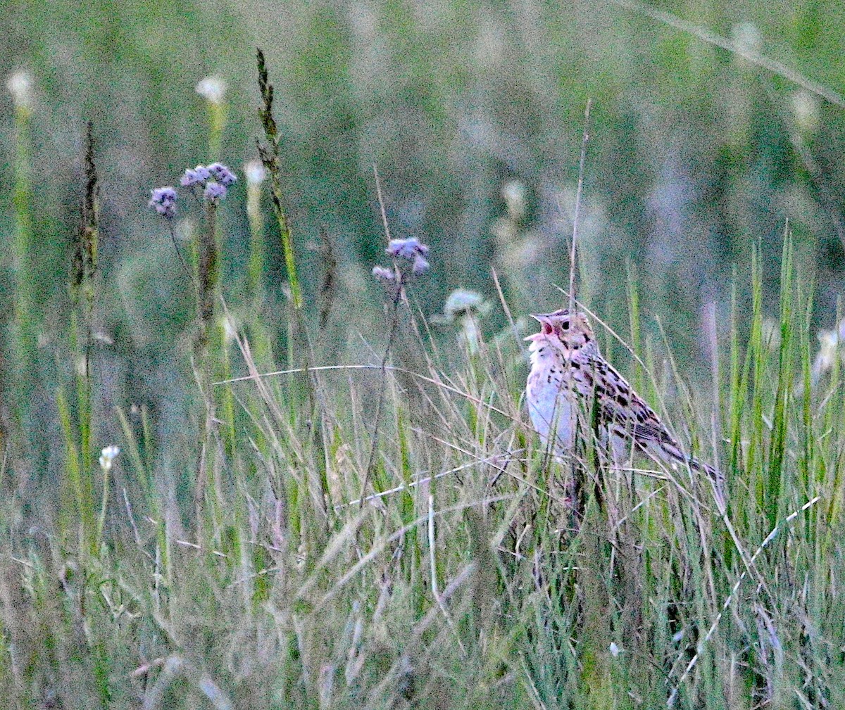 Baird's Sparrow - ML620014470