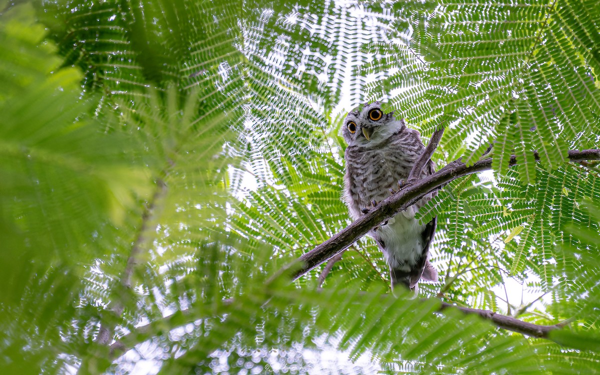 Spotted Owlet - ML620014485