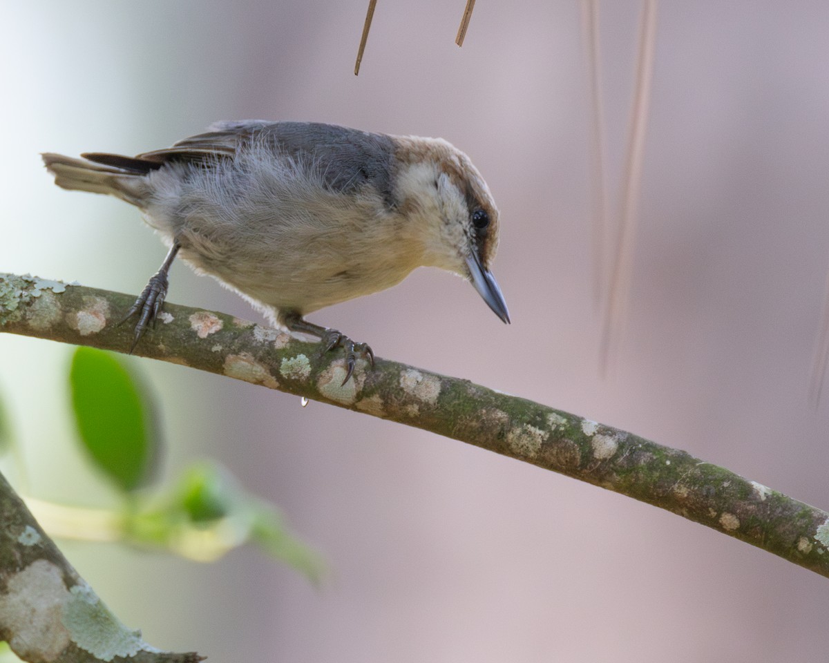 Brown-headed Nuthatch - ML620014496