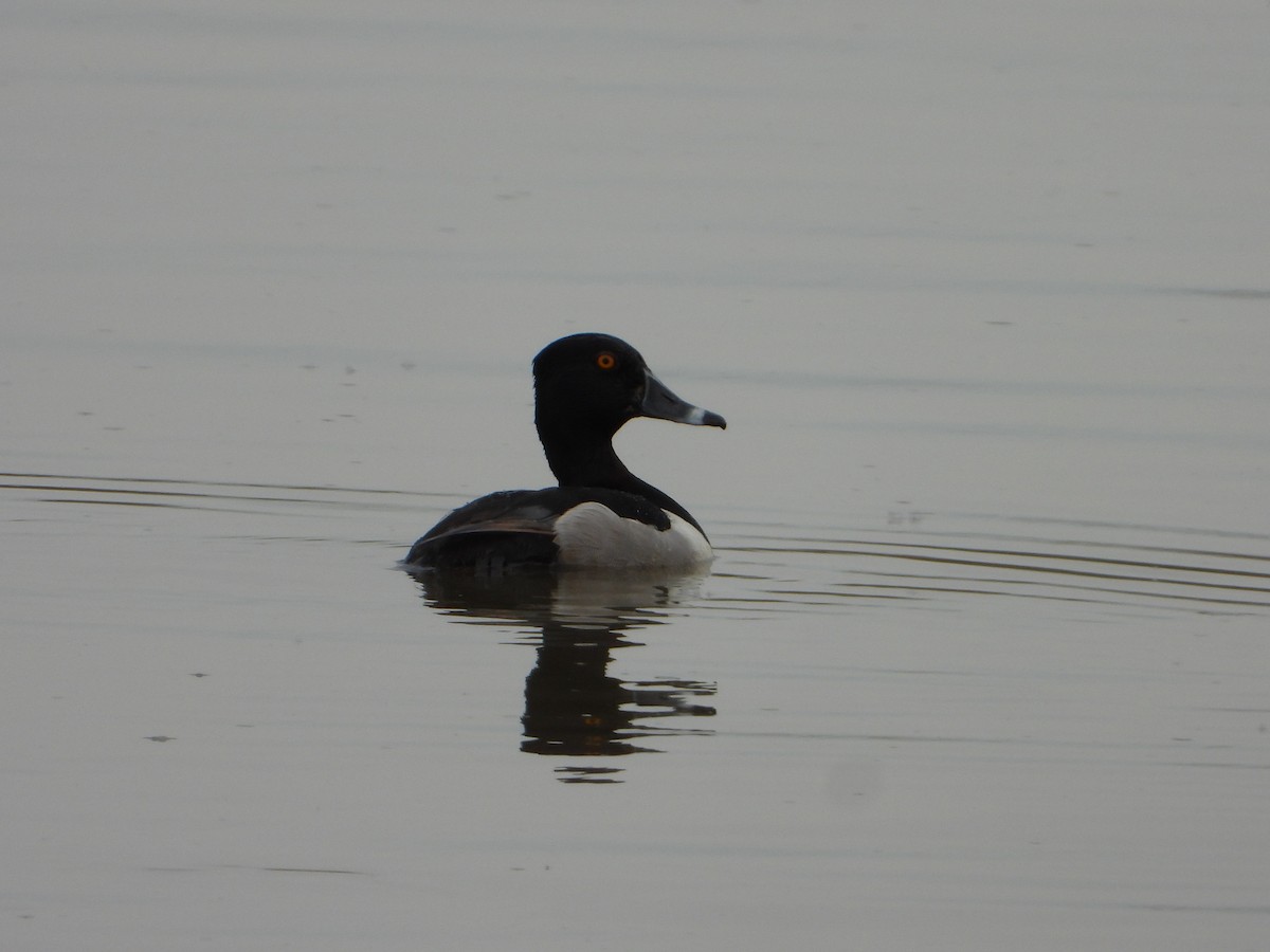 Ring-necked Duck - ML620014498