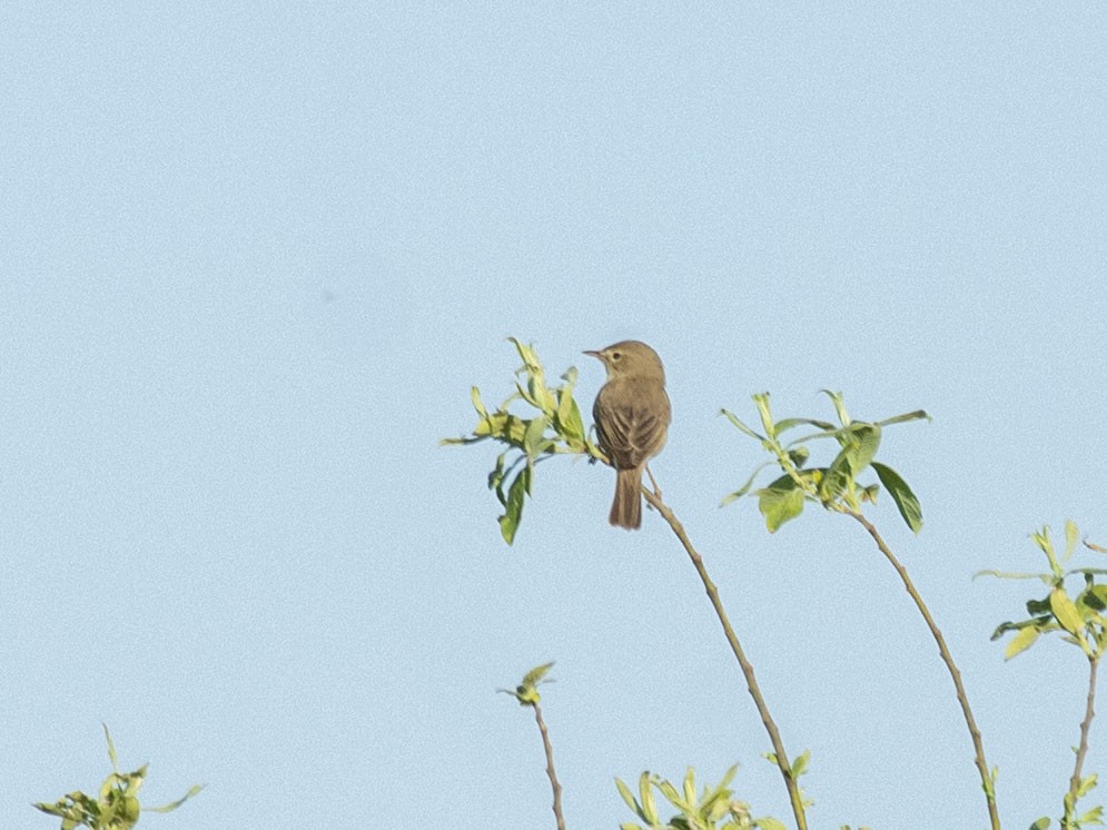 Booted Warbler - ML620014513