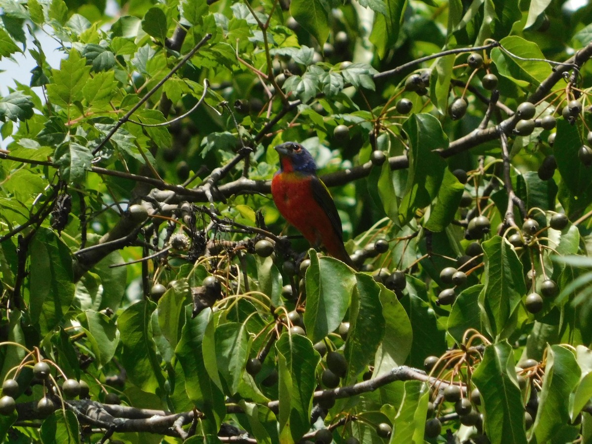 Painted Bunting - ML620014525