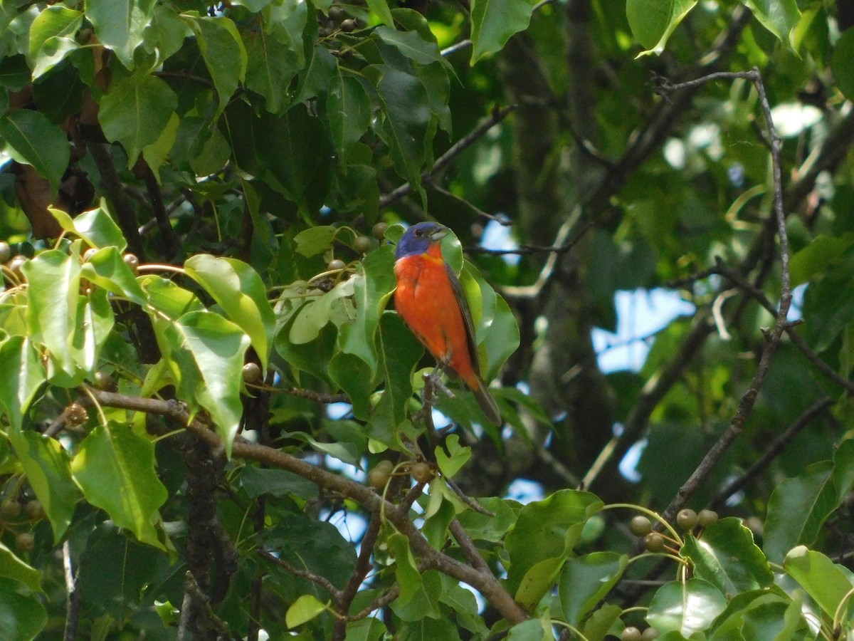 Painted Bunting - ML620014528