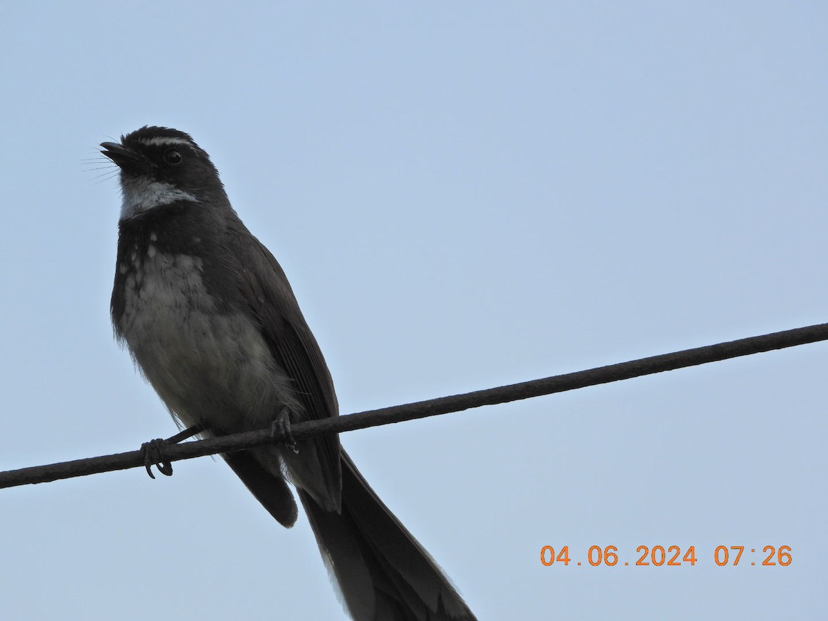 Spot-breasted Fantail - ML620014535