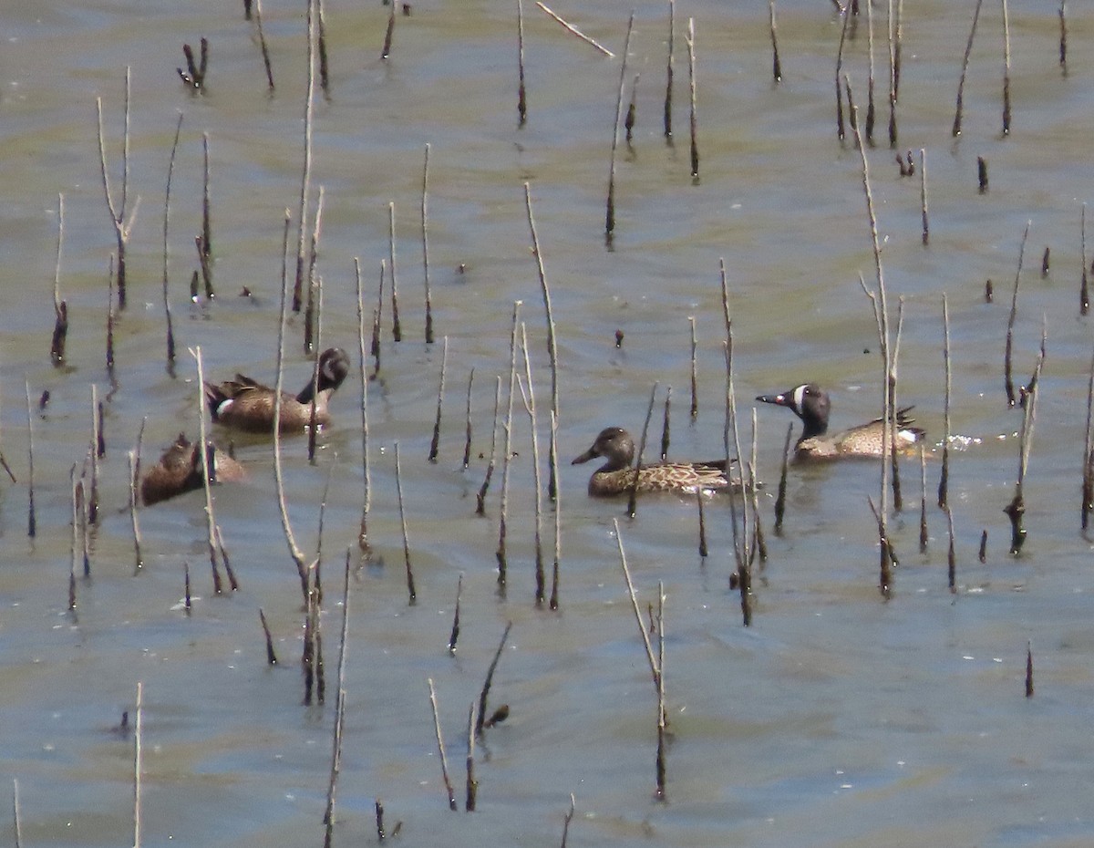 Blue-winged Teal - ML620014542