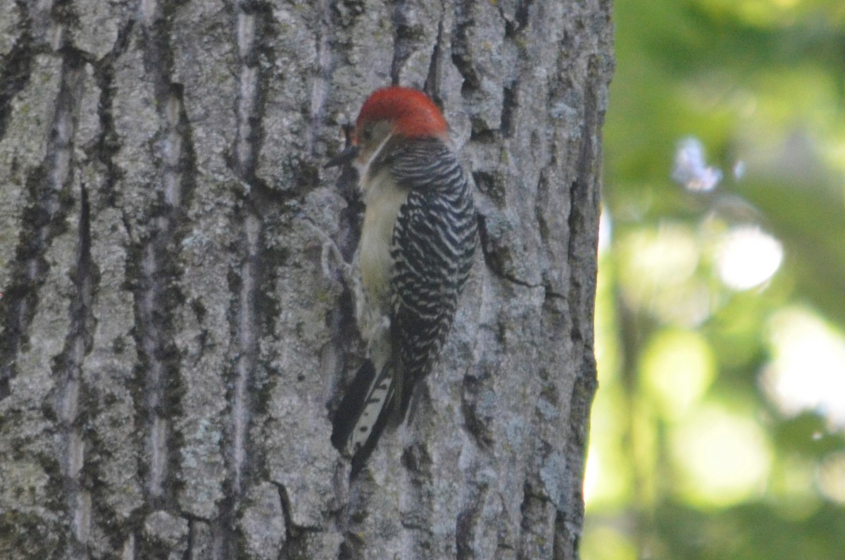 Red-bellied Woodpecker - ML620014553