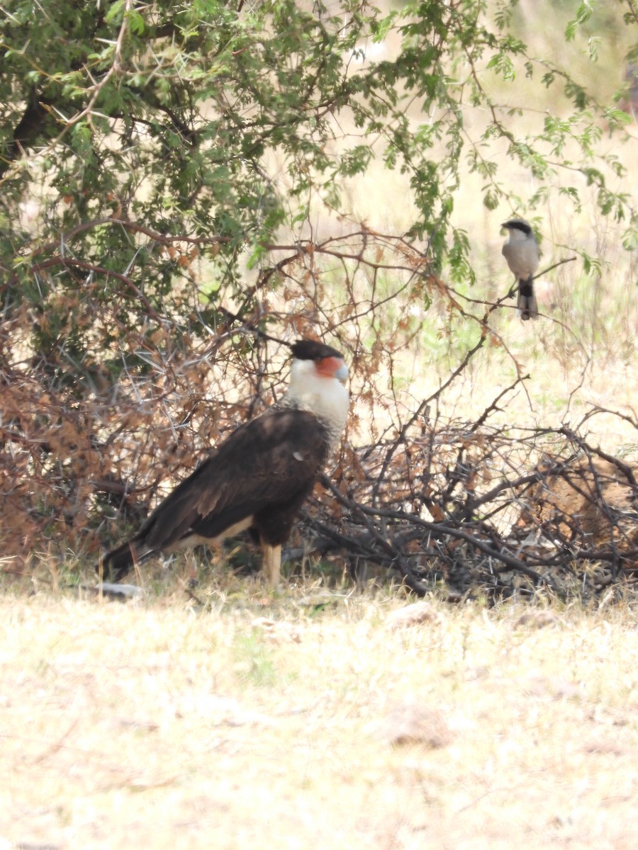 Caracara huppé - ML620014561